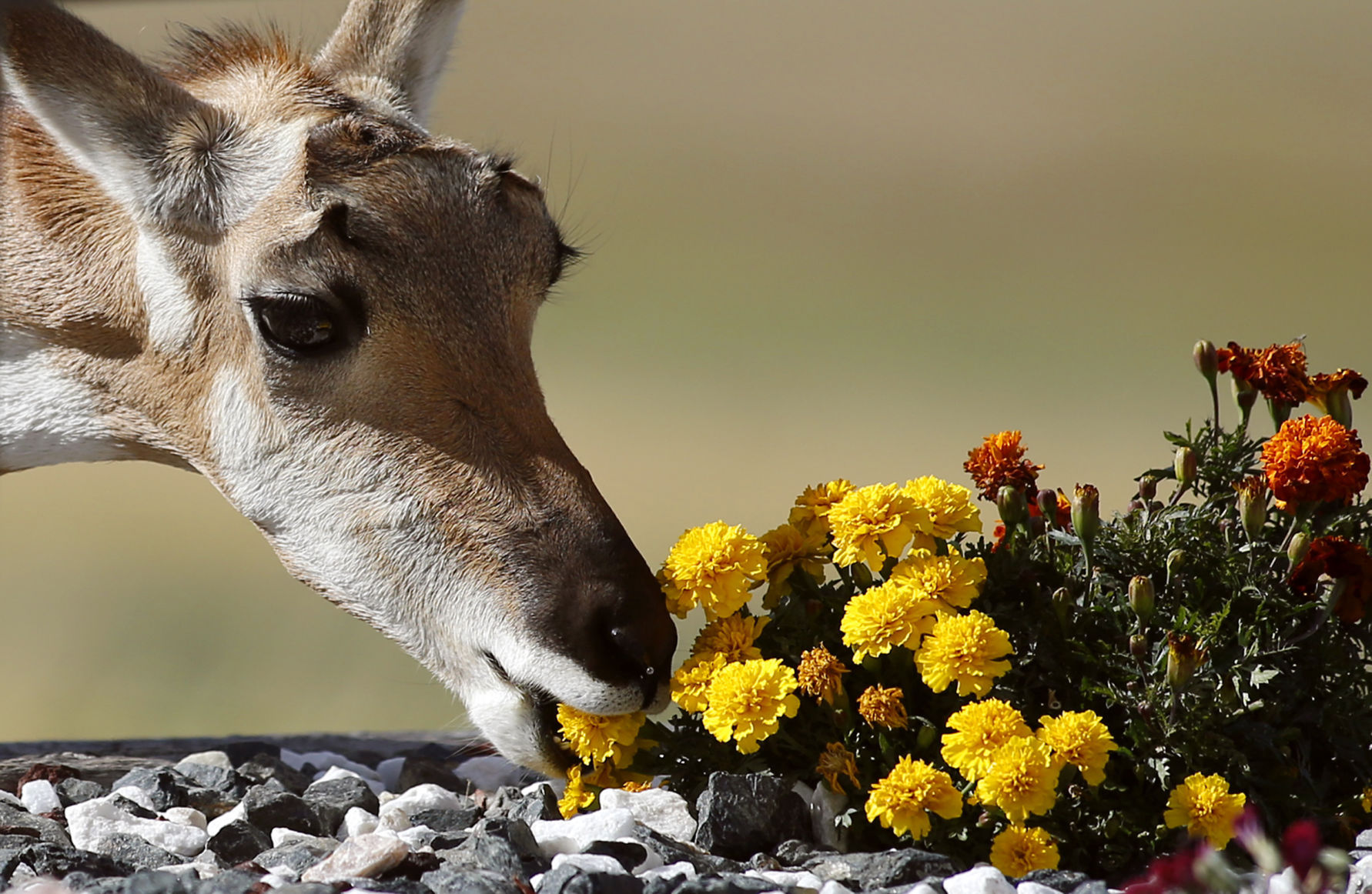 Antelope Flowers